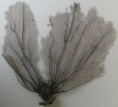 /products/gorgonia-flabellum-9-gorgonie-vejirovita/